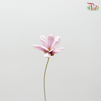Preservative Petite Flower - Pink - Pudu Ria Florist Southern