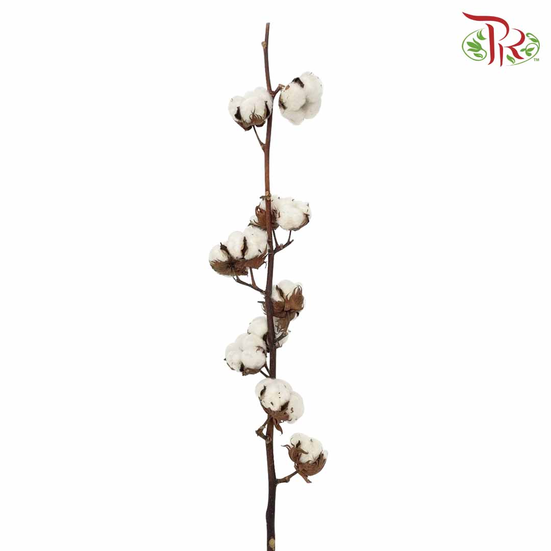 Cotton Flower - Per Stem - Pudu Ria Florist Southern