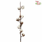 Cotton Flower - Per Stem - Pudu Ria Florist Southern