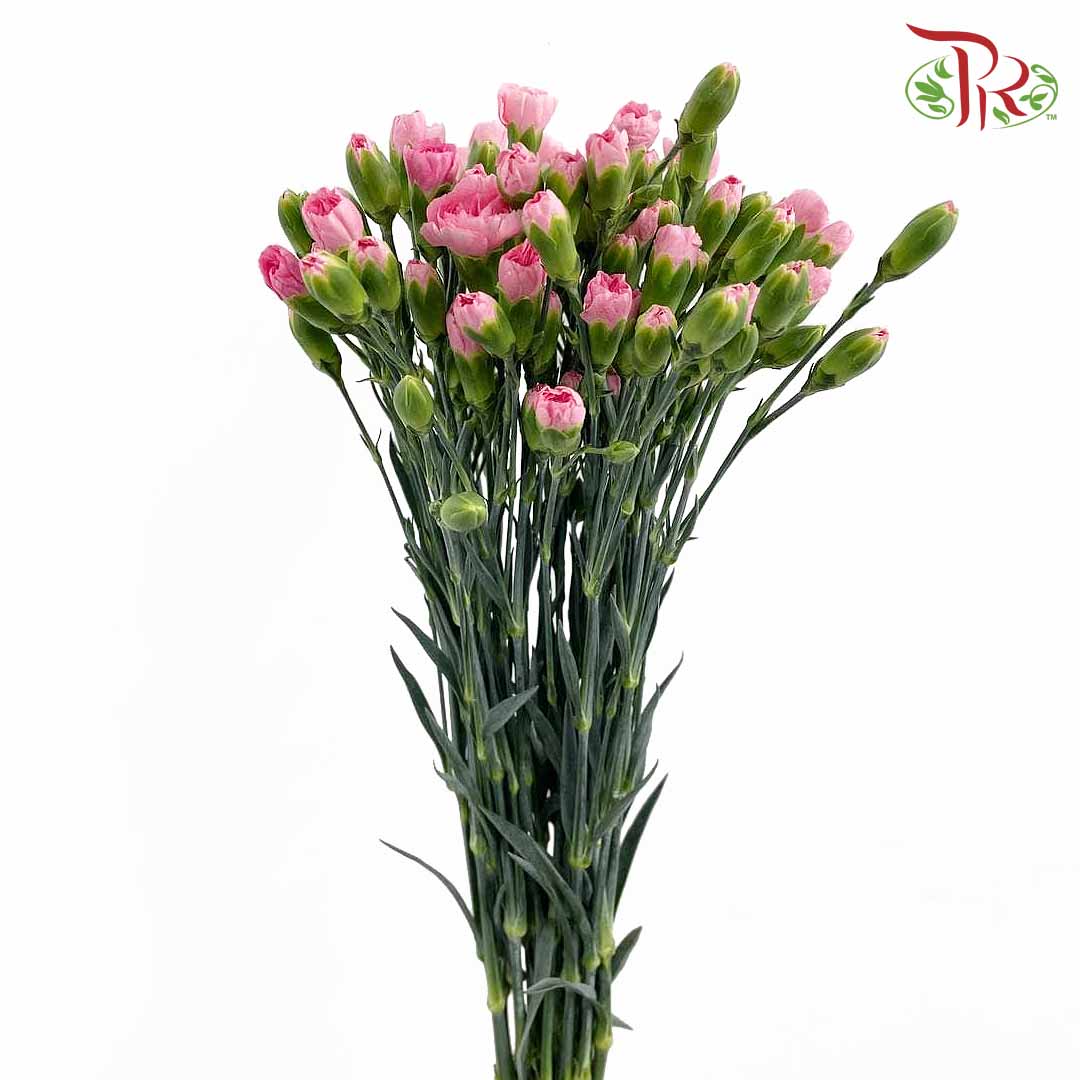 Carnation Spray Pink (18-20 Stems) - Pudu Ria Florist Southern