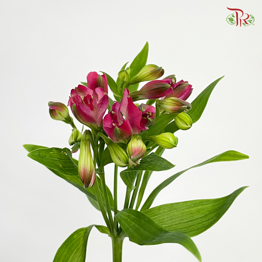 Alstroemeria Dark Pink (9-10 Stems) - Pudu Ria Florist Southern