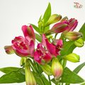 Alstroemeria Dark Pink (9-10 Stems) - Pudu Ria Florist Southern