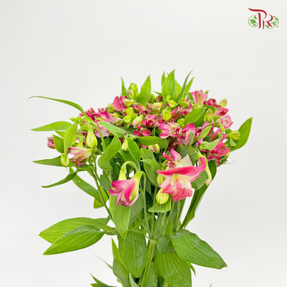 Alstroemeria Dark Pink (9-10 Stems) - Pudu Ria Florist Southern