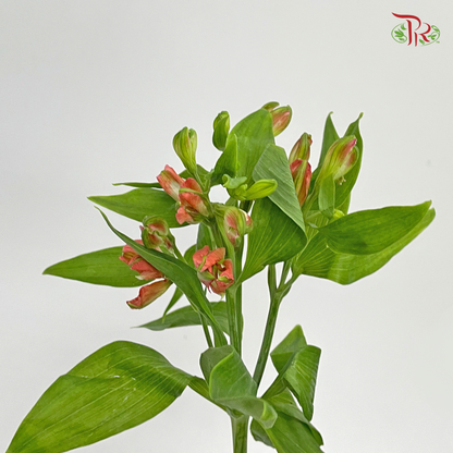 Alstroemeria Red (9-10 Stems) - Pudu Ria Florist Southern