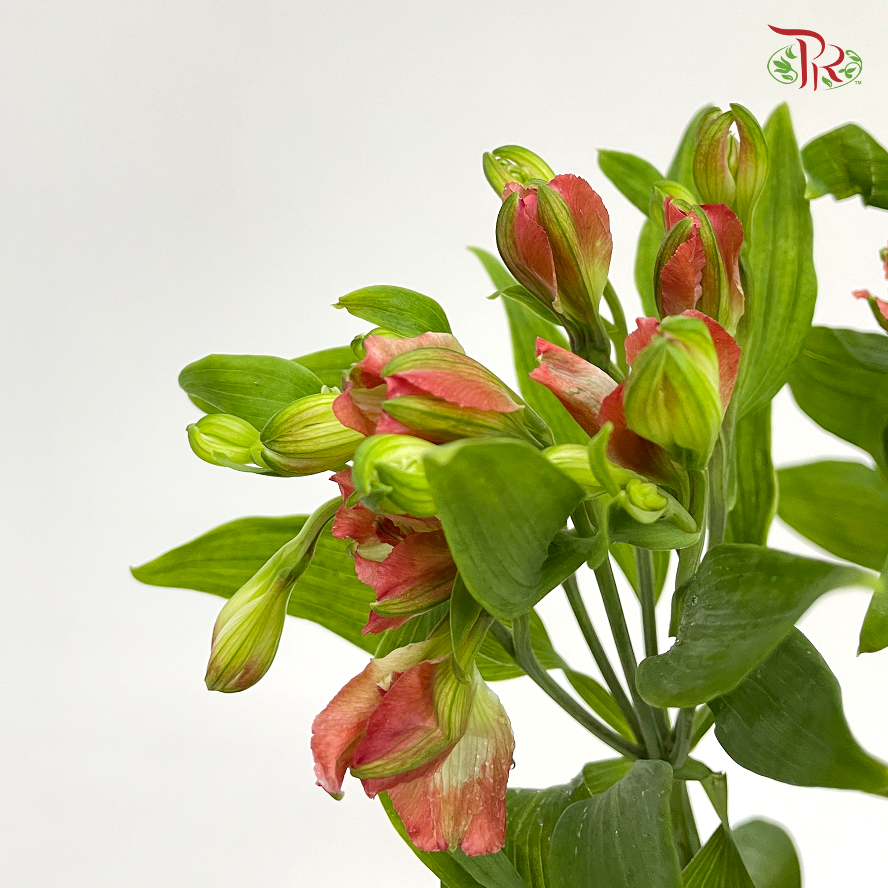 Alstroemeria Red (9-10 Stems) - Pudu Ria Florist Southern