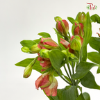 Alstroemeria Red (9-10 Stems) - Pudu Ria Florist Southern