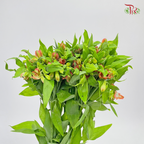 Alstroemeria Red (9-10 Stems) - Pudu Ria Florist Southern