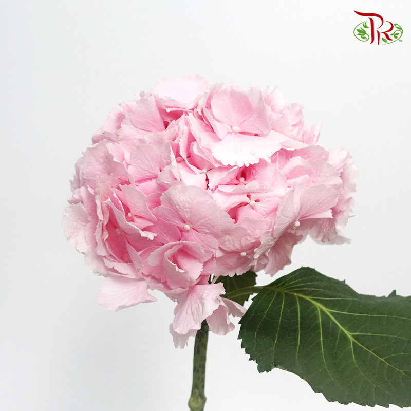 Hydrangea Verena Light Pink / Per Stem - Pudu Ria Florist Southern
