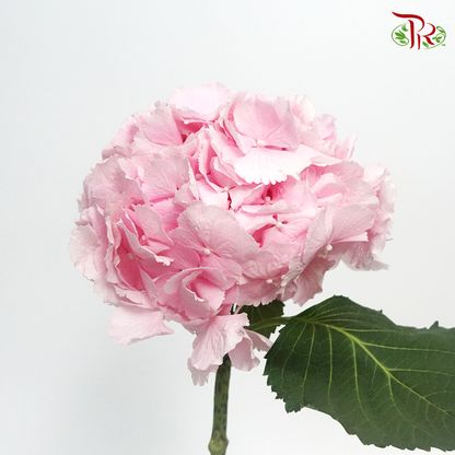 Hydrangea Verena Light Pink / Per Stem - Pudu Ria Florist Southern