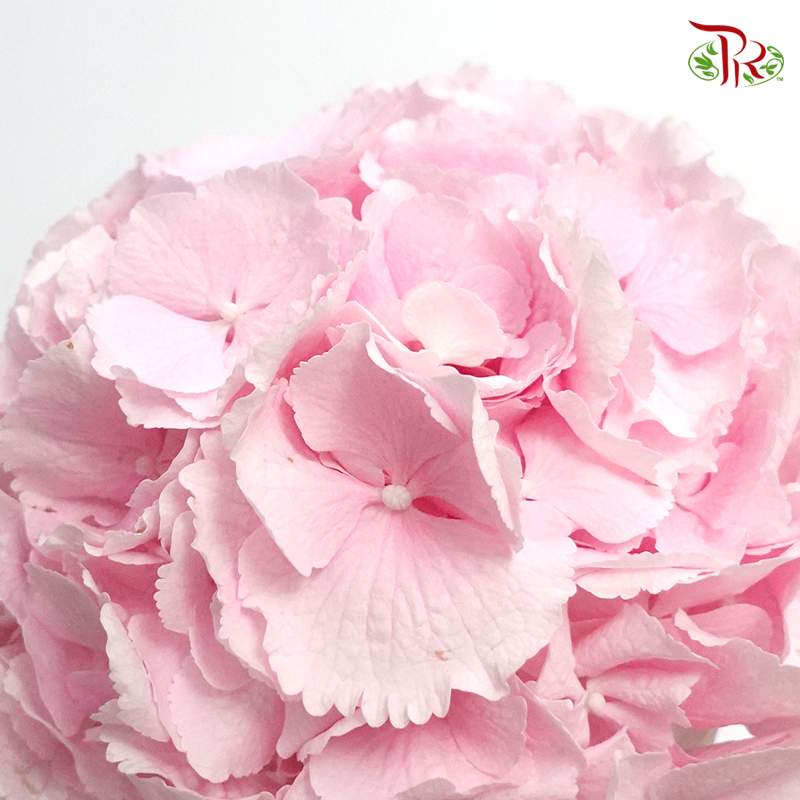 Hydrangea Verena Light Pink / Per Stem - Pudu Ria Florist Southern