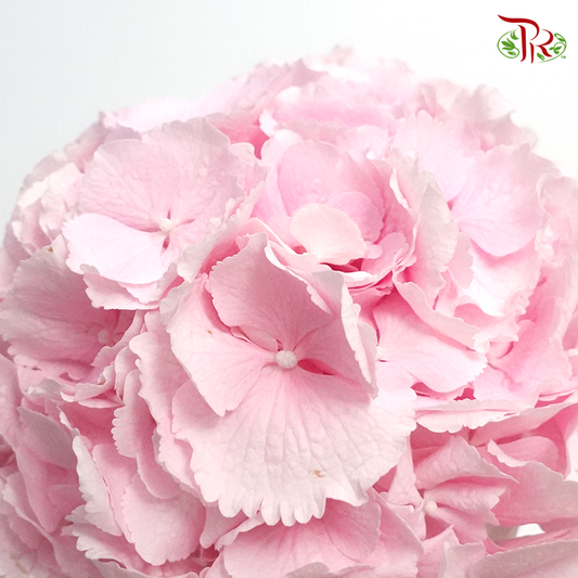 Hydrangea Verena Light Pink / Per Stem - Pudu Ria Florist Southern