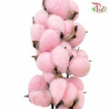 Cotton Flower Dyed Colour - Pink - Pudu Ria Florist Southern