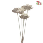 Dry Wood Rose - White - Offer Item - Pudu Ria Florist Southern