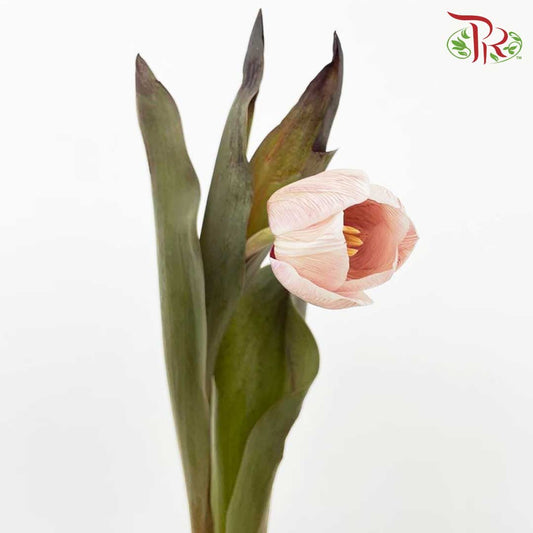 Tulip Dyed Colour - Pudu Ria Florist Southern