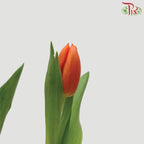 Tulip Orange (8-9 Stems) - Pudu Ria Florist Southern