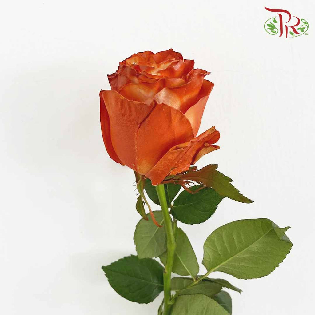 Rose Brig (8-10 Stems) - Pudu Ria Florist Southern