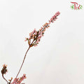 Dry Erica - Pudu Ria Florist Southern