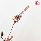 Dry Erica - Pudu Ria Florist Southern