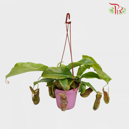 Nepenthes - Pudu Ria Florist Southern