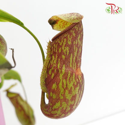 Nepenthes - Pudu Ria Florist Southern
