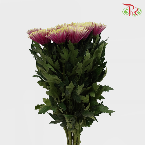 Net Mum Chrysanthemum Chispa Purple (10-12 Stems) - Pudu Ria Florist Southern