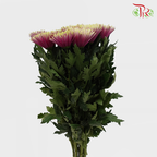 Net Mum Chrysanthemum Chispa Purple (10-12 Stems) - Pudu Ria Florist Southern