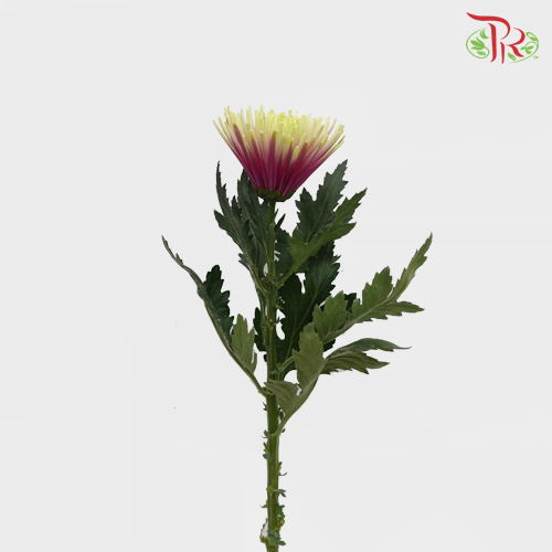 Net Mum Chrysanthemum Chispa Purple (10-12 Stems) - Pudu Ria Florist Southern