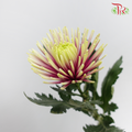 Net Mum Chrysanthemum Chispa Purple (10-12 Stems) - Pudu Ria Florist Southern