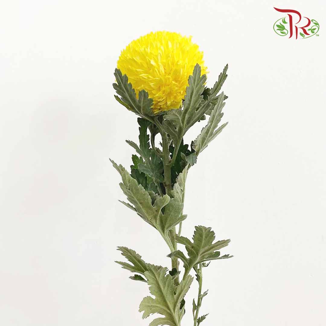 Taiwan Mum Chrysanthemum Yellow (6 Stems) - Pudu Ria Florist Southern