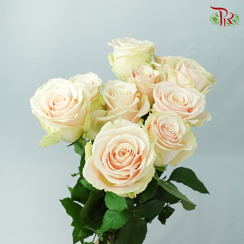 Rose Pink (8-10 Stems) - Pudu Ria Florist Southern