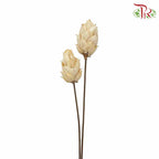 Dry Phoenix Tree Bud - White - Pudu Ria Florist Southern