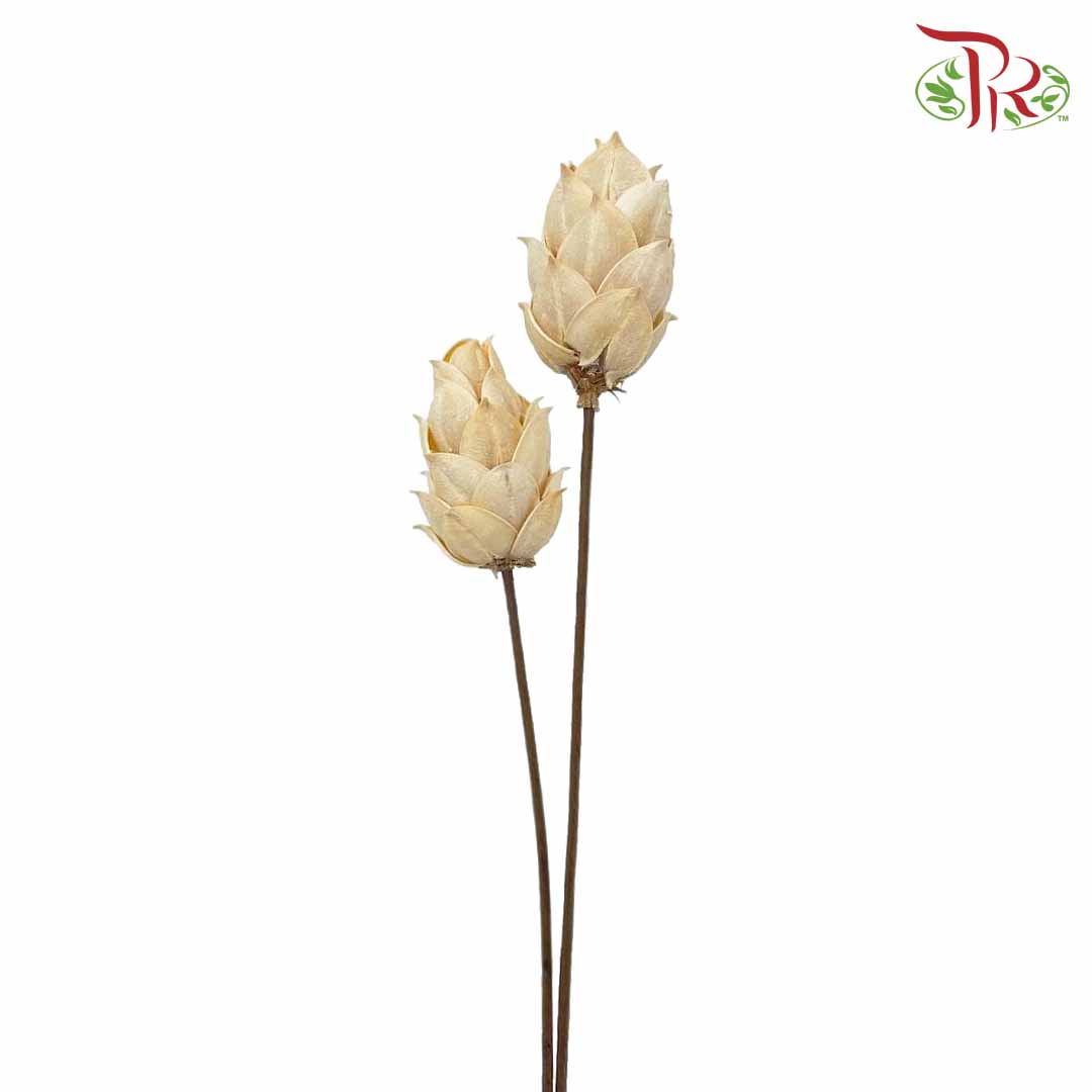 Dry Phoenix Tree Bud - White - Pudu Ria Florist Southern