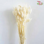 Dry Lagurus (Bunny Tails) - White - Pudu Ria Florist Southern