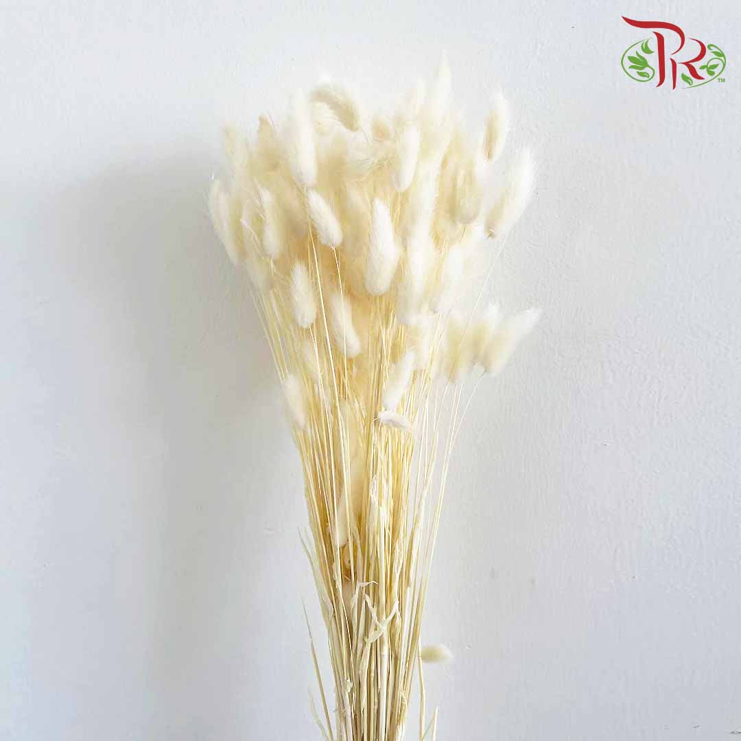Dry Lagurus (Bunny Tails) - White - Pudu Ria Florist Southern