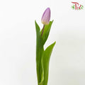 Tulip Light Purple (8-9 Stems) - Pudu Ria Florist Southern