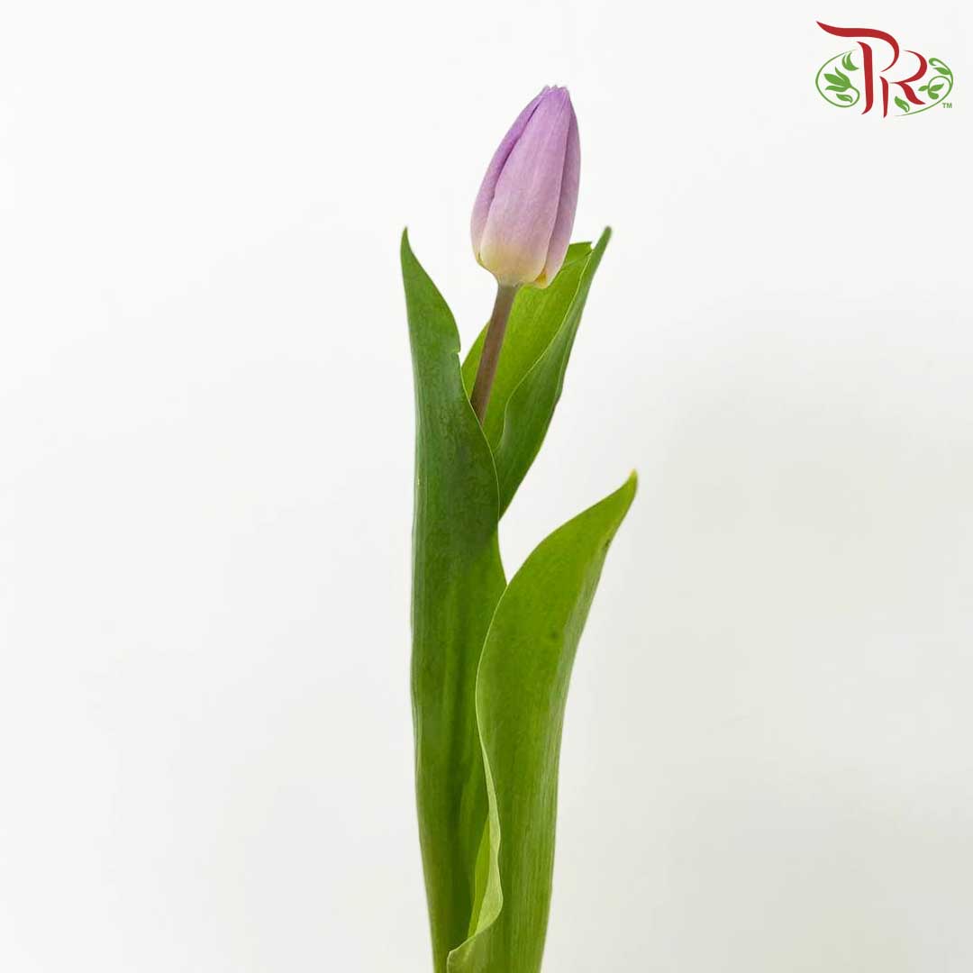 Tulip Light Purple (8-9 Stems) - Pudu Ria Florist Southern