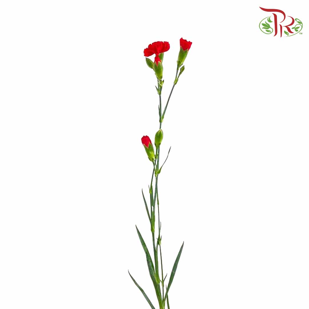 Carnation Spray Red (18-20 Stems) - Pudu Ria Florist Southern