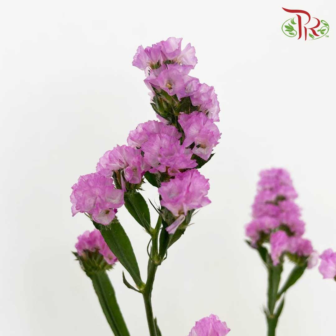 Statice Pink - Pudu Ria Florist Southern