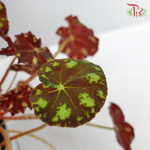Begonia - Leaf Bow Tiger - Pudu Ria Florist Southern