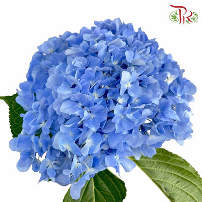 Hydrangea Blue / Per Stem - Pudu Ria Florist Southern