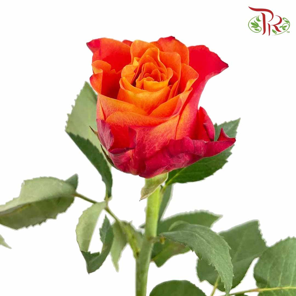 Rose Fire (8-10 Stems) - Pudu Ria Florist Southern