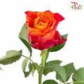 Rose Fire (8-10 Stems) - Pudu Ria Florist Southern