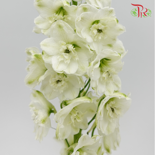 Delphinium Giant White - 5 Stems - Pudu Ria Florist Southern