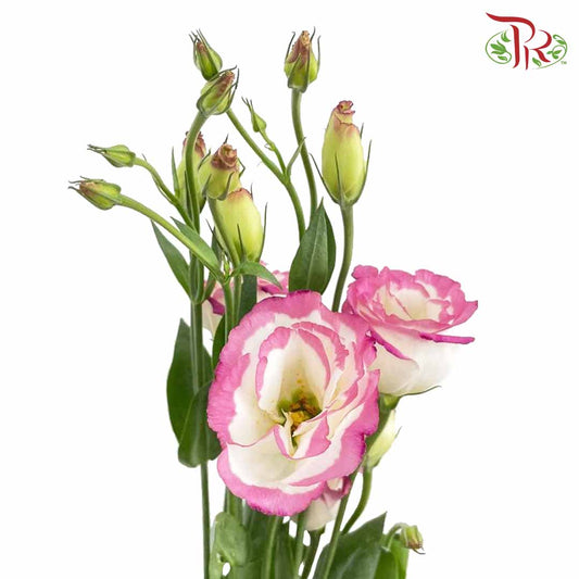 Eustoma White/Pink (12-15 Stems) - Pudu Ria Florist Southern