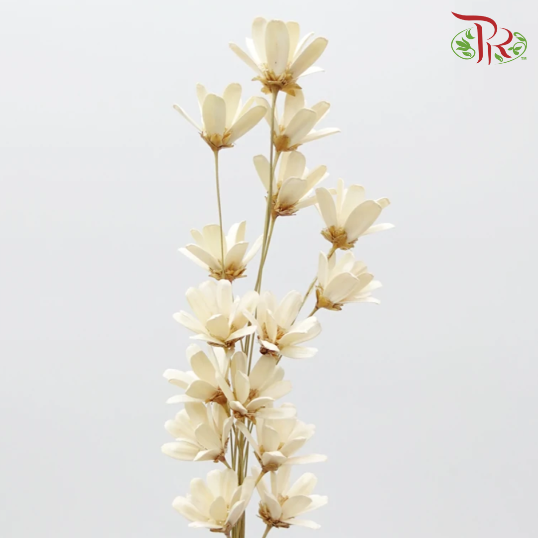 Preservative Petite Flower - White - Pudu Ria Florist Southern