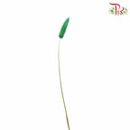 Dry Lagurus (Bunny Tails) - Green - Pudu Ria Florist Southern