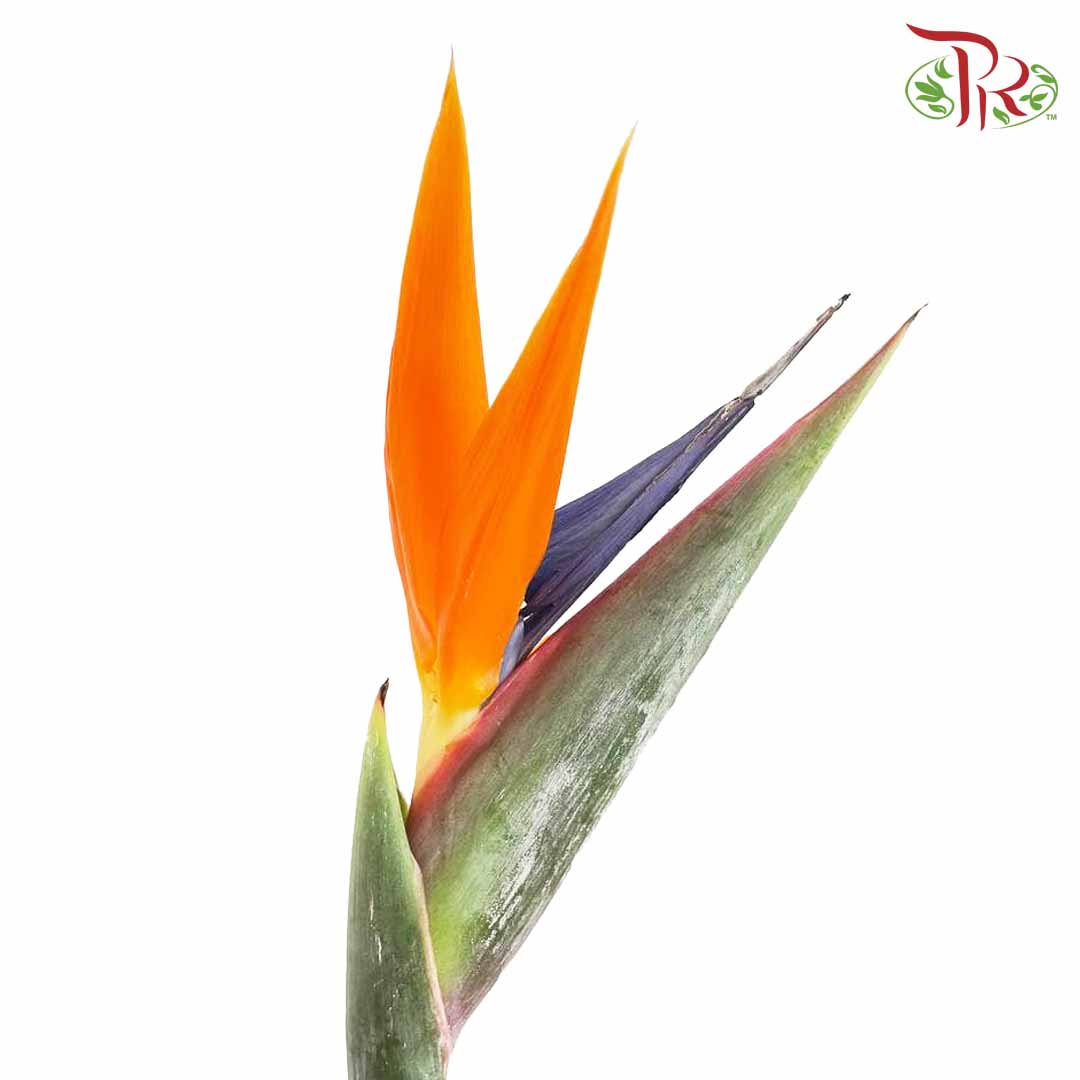 Bird Of Paradise (5 Stems) - Pudu Ria Florist Southern