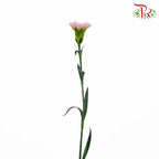 Carnation Damina (18-20 Stems) - Pudu Ria Florist Southern