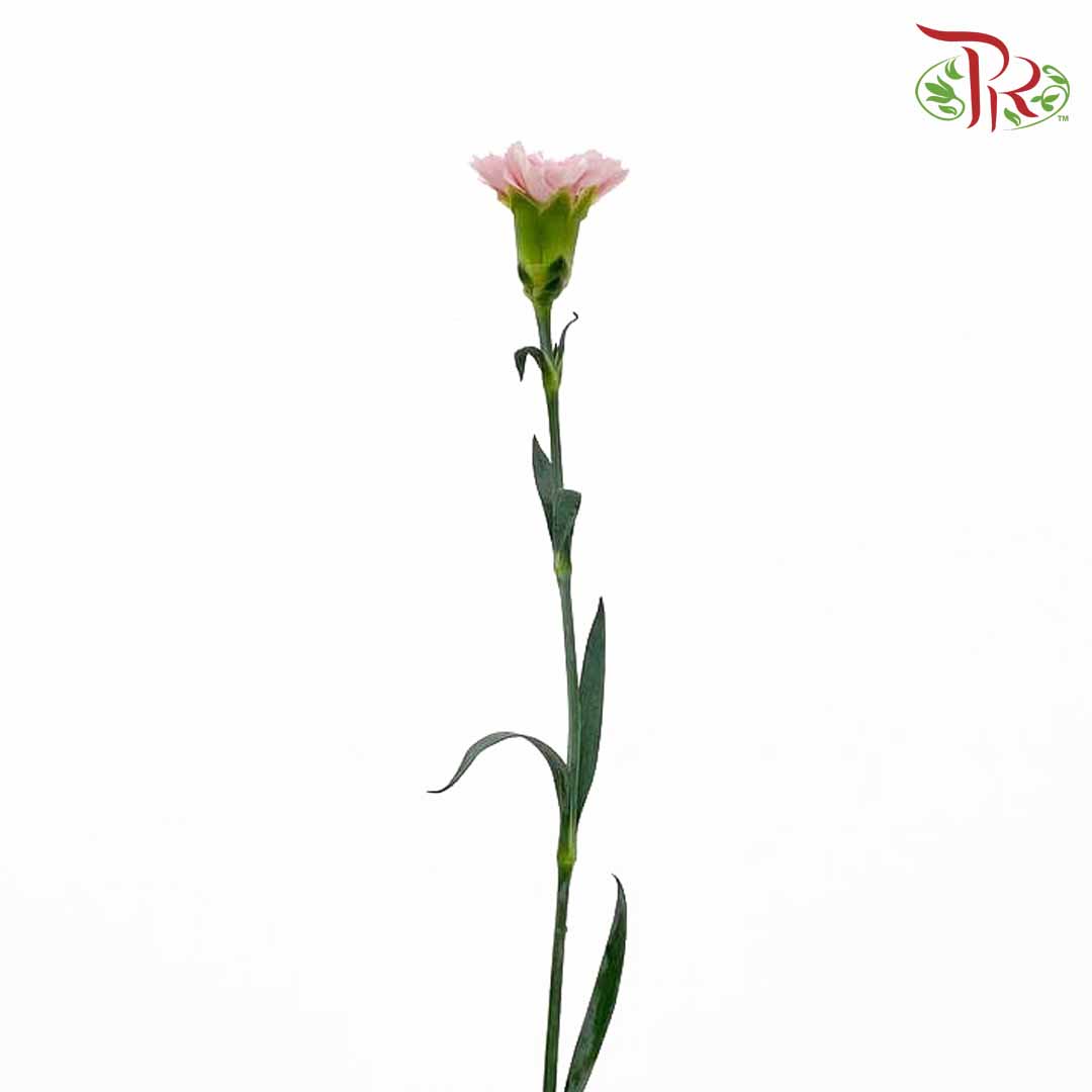 Carnation Damina (18-20 Stems) - Pudu Ria Florist Southern