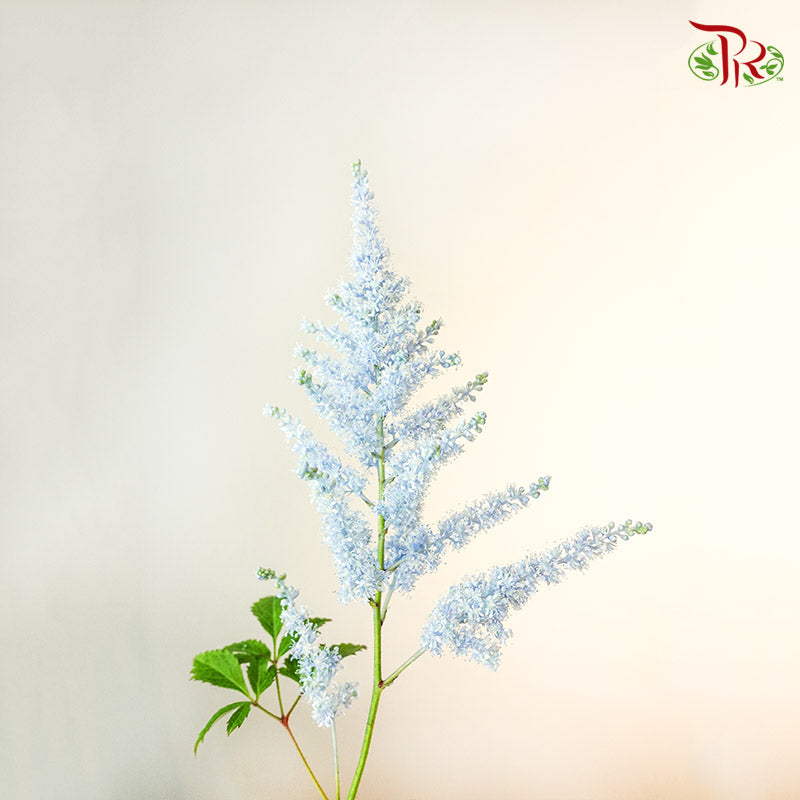 Astilbe Light Blue (4-5 Stems) - Pudu Ria Florist Southern